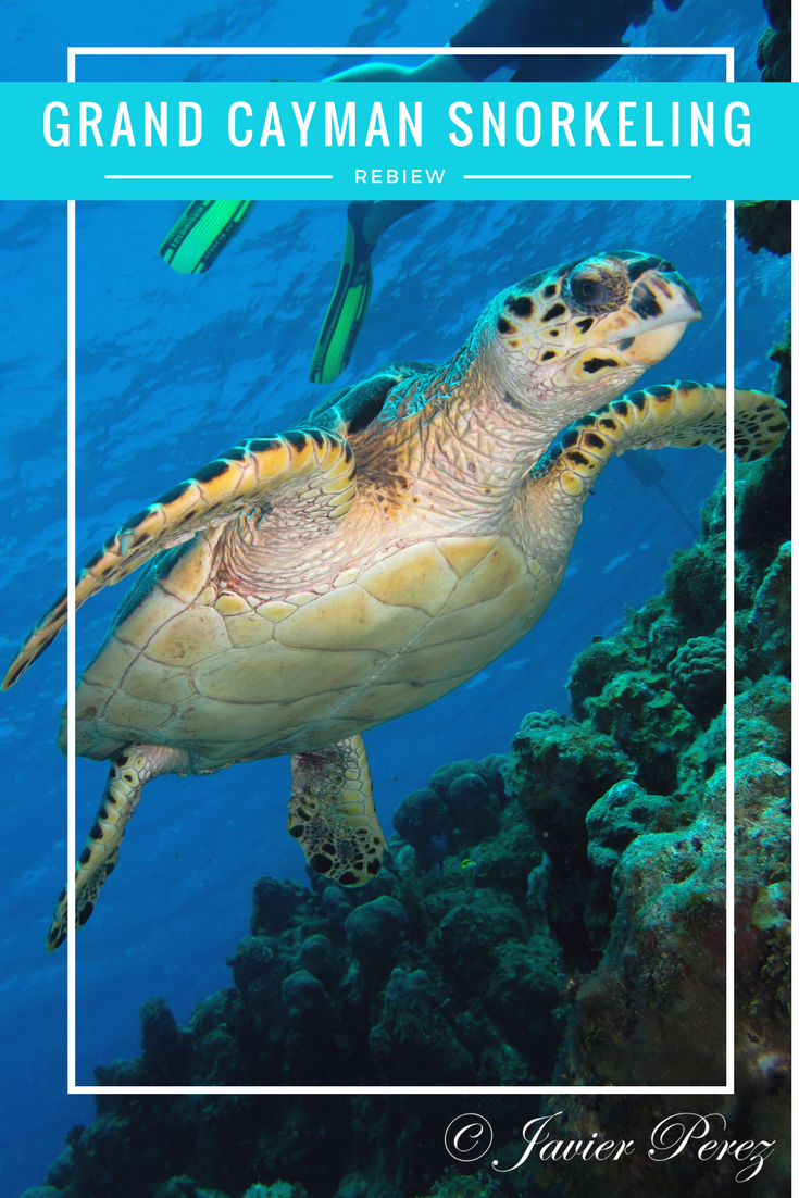 best snorkeling excursion in grand cayman honest and truly